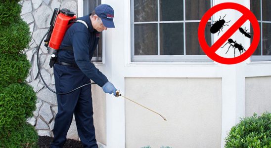 Keşap Bit İlaçlama böcek ilaçlama ve haşere kontrolü — ilaclama-tr.com